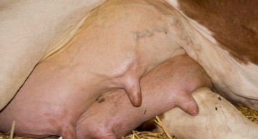 Léčba mastitidy u krávy