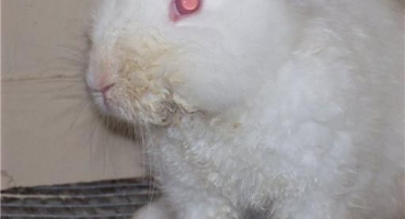 Léčba kousání pakomárů u králíků lidovými léky a léky, příznaky