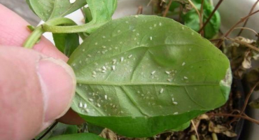 Léčba napadení sviluškami na balzámu doma