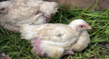 Léčba opeřence u kuřat lidovými léky