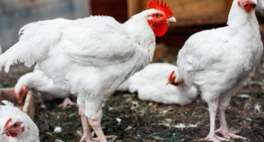 Léčba průjmu u brojlerových kuřat