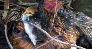 Léčba pullorózy u kuřat