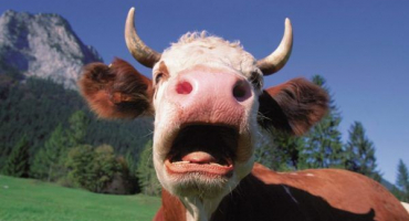 Léčba kravské streptodermie