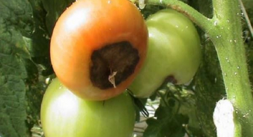 Léčba horní hniloby rajčat ve skleníku a na otevřeném poli