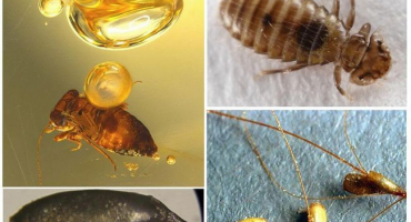 Léčba vší u koz s léky a lidovými léky doma