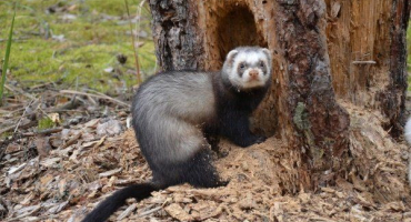 Fretka - úplná charakteristika zvířete