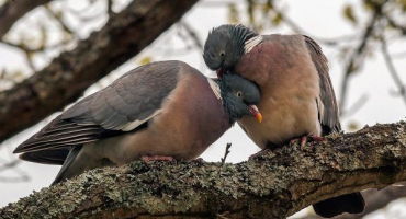 Holubi lesní a divocí - přehled druhů a pravidla domestikace