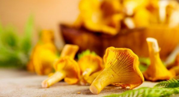 Lišky - druhy hub a jejich využití