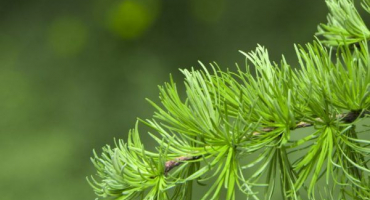 Modřín daurský – roste i na permafrostu