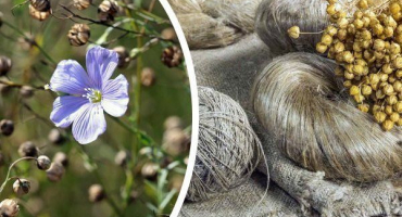 Len - vlastnosti, odrůdy, výsadba a jemnosti pěstování