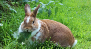 Lopuchy v jídelníčku králíků