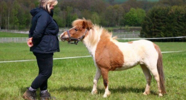 Koně falabella: rysy miniaturního plemene