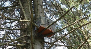 Chytání včelích rojů