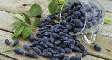 Nejlepší a zajímavé recepty na výrobu polotovarů zimolezu na zimu