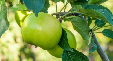 Nejlepší sloupové jabloně pro ural