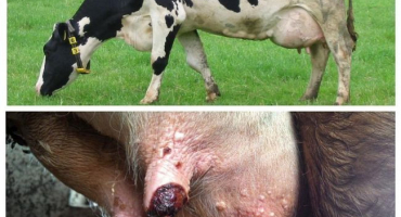 Příznaky a léčba bradavic vemene u krávy, prevence