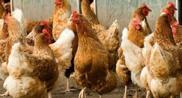 Nejlepší kuřata masných a vaječných plemen