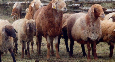 Nejlepší masná plemena ovcí: názvy a popisy