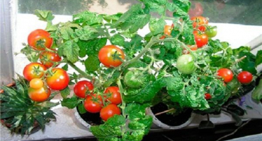 Nejlepší nízko rostoucí odrůdy cherry rajčat pro otevřenou půdu