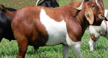 Nejlepší plemena koz pro produkci masa: jejich vlastnosti a fotografie