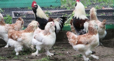 Nejlepší kuřecí plemena pro maso a vejce: skvělý přehled