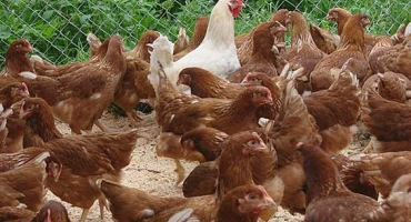 Nejlepší plemena nosnic pro domácí chov