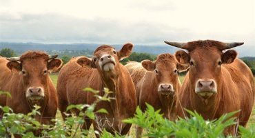Nejlepší plemena masných krav a vlastnosti dle vlastního výběru