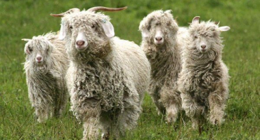 Nejlepší plemena chlupatých koz s fotografiemi a popisy