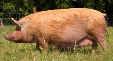 Nejlepší plemena masných prasat