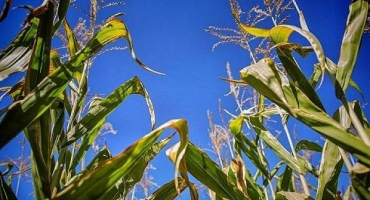Nejlepší prekurzory kukuřice v rotaci k výsadbě