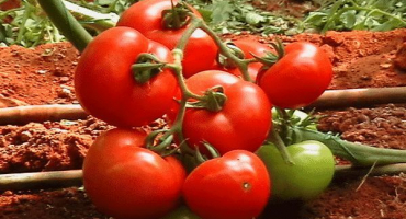 Nejlepší rané nízko rostoucí odrůdy produktivních rajčat pro otevřenou půdu