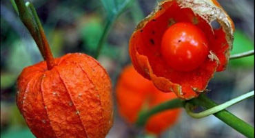 Nejlepší recepty na vaření physalis na zimu