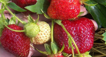 Nejlepší remontantní, velkoplodé a rané odrůdy jahod pro výsadbu v roce 2022