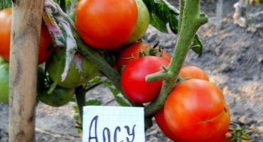 Nejlepší, sladké a produktivní odrůdy velkoplodých rajčat