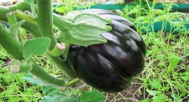 Nejlepší odrůdy lilku pro skleníky a otevřené prostranství v leningradské oblasti s popisem