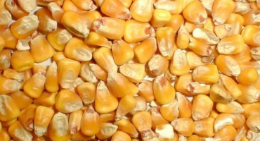 Nejlepší odrůdy krmné kukuřice, jak se odlišit od potravin