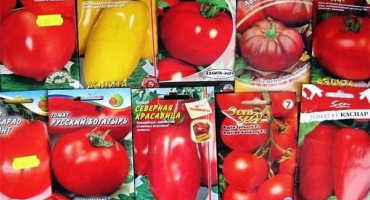 Nejlepší odrůdy holandských semen rajčat pro skleníky a otevřené pole