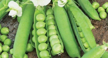 Nejlepší odrůdy hrachu podle druhu