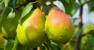 Nejlepší odrůdy hrušek pro ural s popisem, jemností pěstování a péče