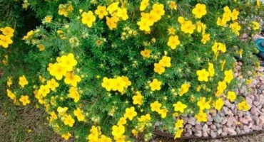 Nejlepší odrůdy a odrůdy potentilla, popis a vlastnosti