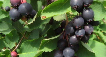 Nejlepší odrůdy a typy irgi: jejich popis a fotografie