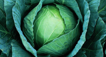 Nejlepší odrůdy zelí pro rok 2022 pro různé regiony a podmínky