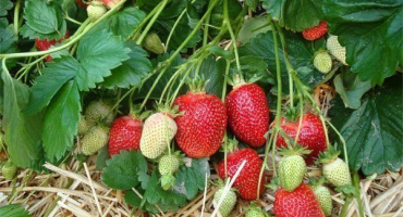 Nejlepší odrůdy jahod s fotografiemi a popisy