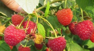 Nejlepší odrůdy velkých, sladkých a remontantních malin pro sibiř s popisem