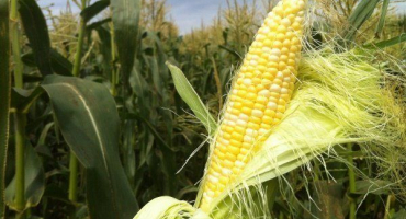 Nejlepší odrůdy kukuřice a jejich popis