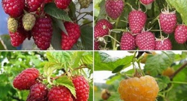 Nejlepší odrůdy malin pro pěstování na předměstí, výsadbu zemědělské techniky a péči