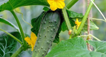 Nejlepší odrůdy okurek pro rok 2022