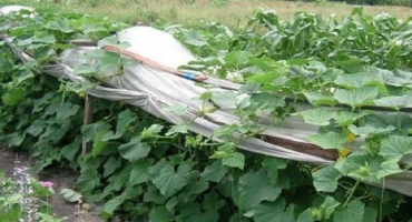 Nejlepší odrůdy okurek pro otevřenou půdu v ​​uralu a pravidla pěstování