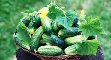 Nejlepší odrůdy okurek pro výsadbu na jihu, ve středním pruhu, v severních oblastech