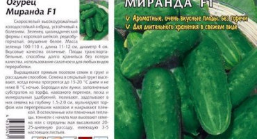 Nejlepší odrůdy okurek pro severozápad: altaj, miranda, cascade, restina a altaj early